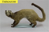 藏品(白鼻心)的圖片